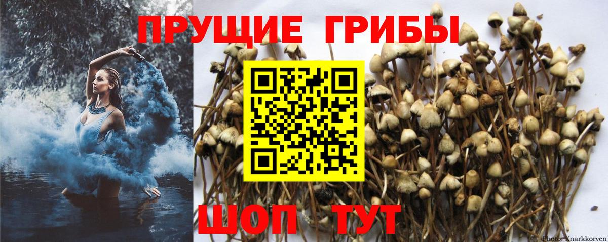 Псилоцибиновые грибы GOLDEN TEACHER  Вход с VPN  Галлюциногенные грибы прущие грибы  Люберцы 